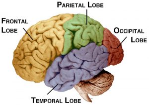 De temporale kwab (paars) speelt een grote rol bij ons langetermijngeheugen en het verwerken van geluid en beelden