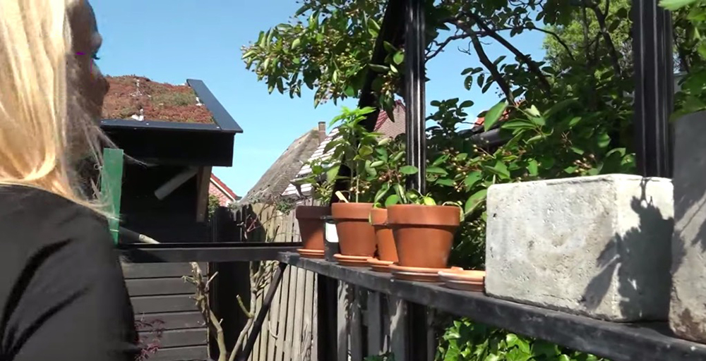 Video Zet dit voorjaar een wietplant in je tuin Mediwietsite